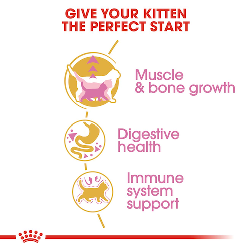 Royal Canin Gatto British Shorthair Kitten
