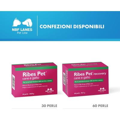 Ribes Pet Recovery