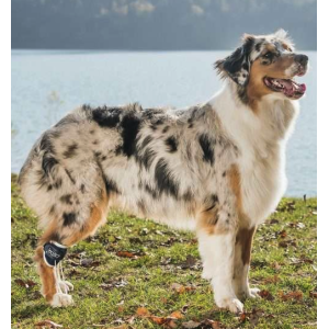 BALTO BT PULL per iperflessione delle falangi tg. XXS 2