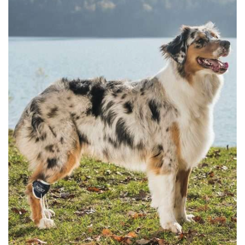 BALTO BT PULL per iperflessione delle falangi tg. XXS