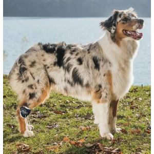 BALTO BT PULL per iperflessione delle falangi tg. L 2