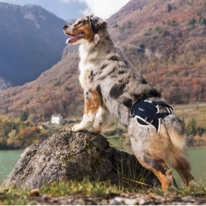 Balto BT Life tutore per cani per la displasia dell'anca 2