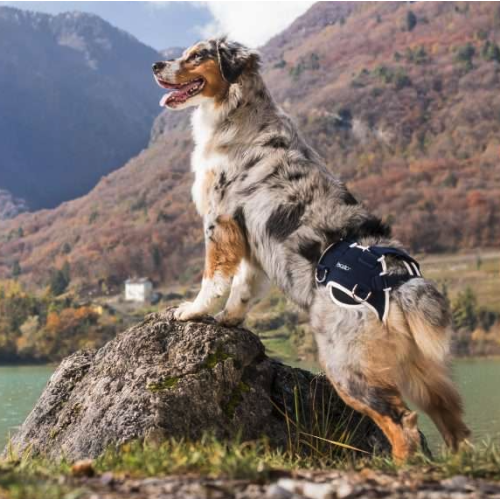 Balto BT Life tutore per cani per la displasia dell'anca