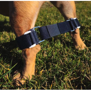 Balto BT LINK tutore per il controllo degli arti posteriori 2