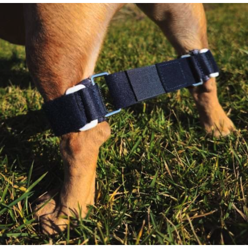 Balto BT LINK tutore per il controllo degli arti posteriori