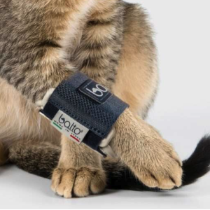 Balto BT BONE tutore per fratture nel gatto