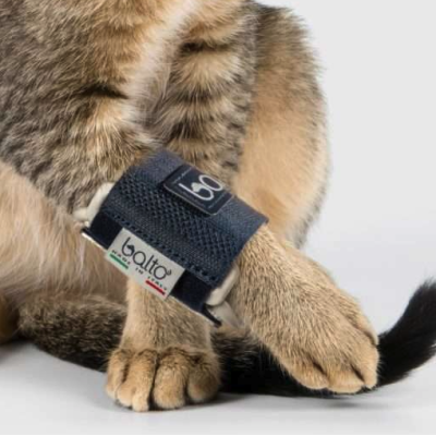 Balto BT BONE tutore per fratture nel gatto