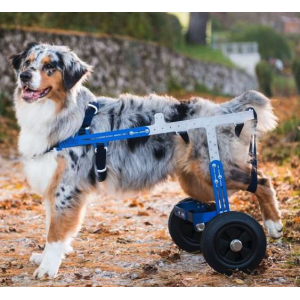 Balto Carrellino Ortopedico per cani disabili Tg L 2