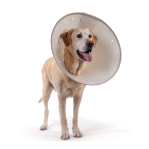 KVP Bettercollars Collare Elisabettiano biodegradabile 2