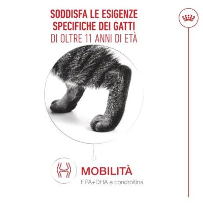 Royal Canin Gatto Ageing 11+