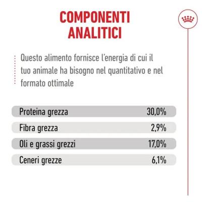 Royal Canin Gatto Ageing 11+