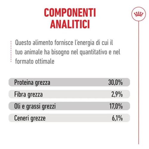 Royal Canin Gatto Ageing 11+