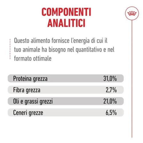 Royal Canin Gatto Ageing 15+
