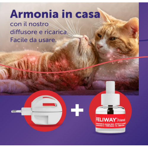 Armonia in casa tra gatti