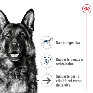 Royal Canin Cane Maxi Ageing 8+ 2