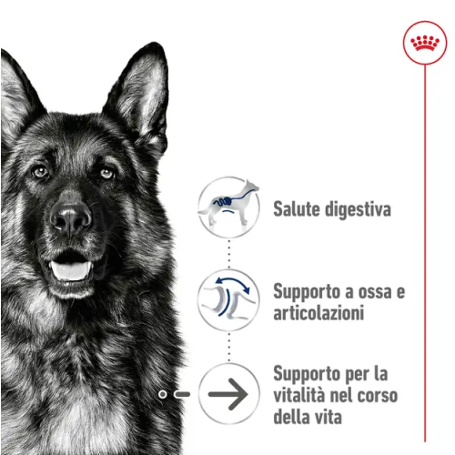 Royal Canin Cane Maxi Ageing 8+