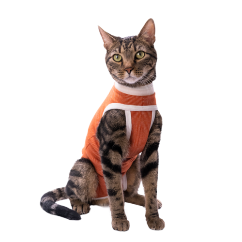 GAtto body post operatorio cobrevet