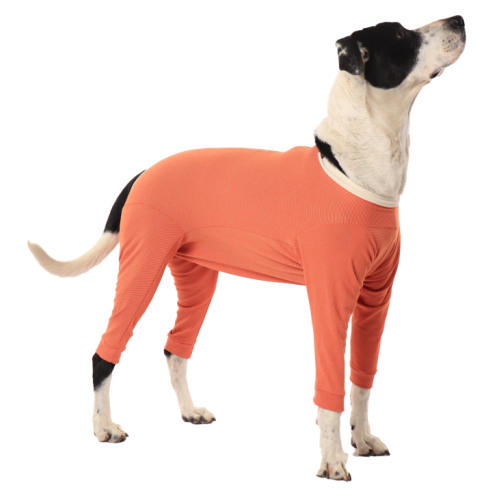 CobreVet BODYCOBRE Completo Unisex Cane e Gatto