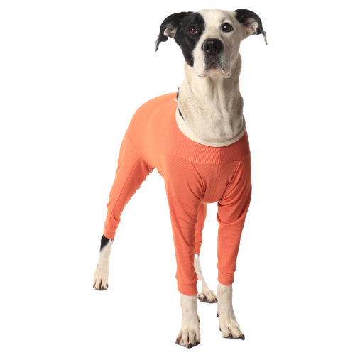 CobreVet BODYCOBRE Completo Unisex Cane e Gatto