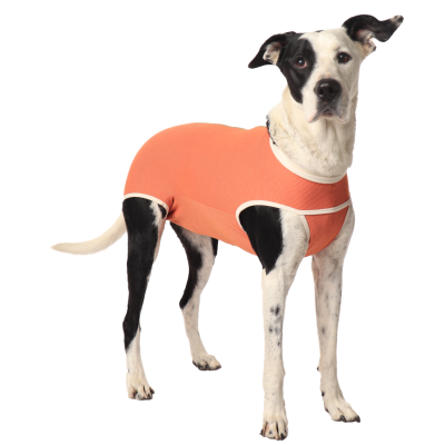 CobreVet BODYCOBRE Castrazione Cani Maschi