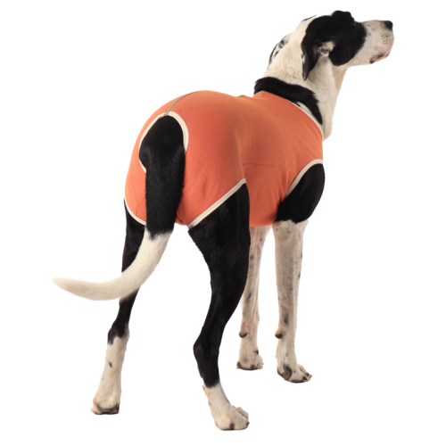 CobreVet BODYCOBRE Castrazione Cani Maschi