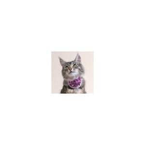 BALTO collare NECK cat urban